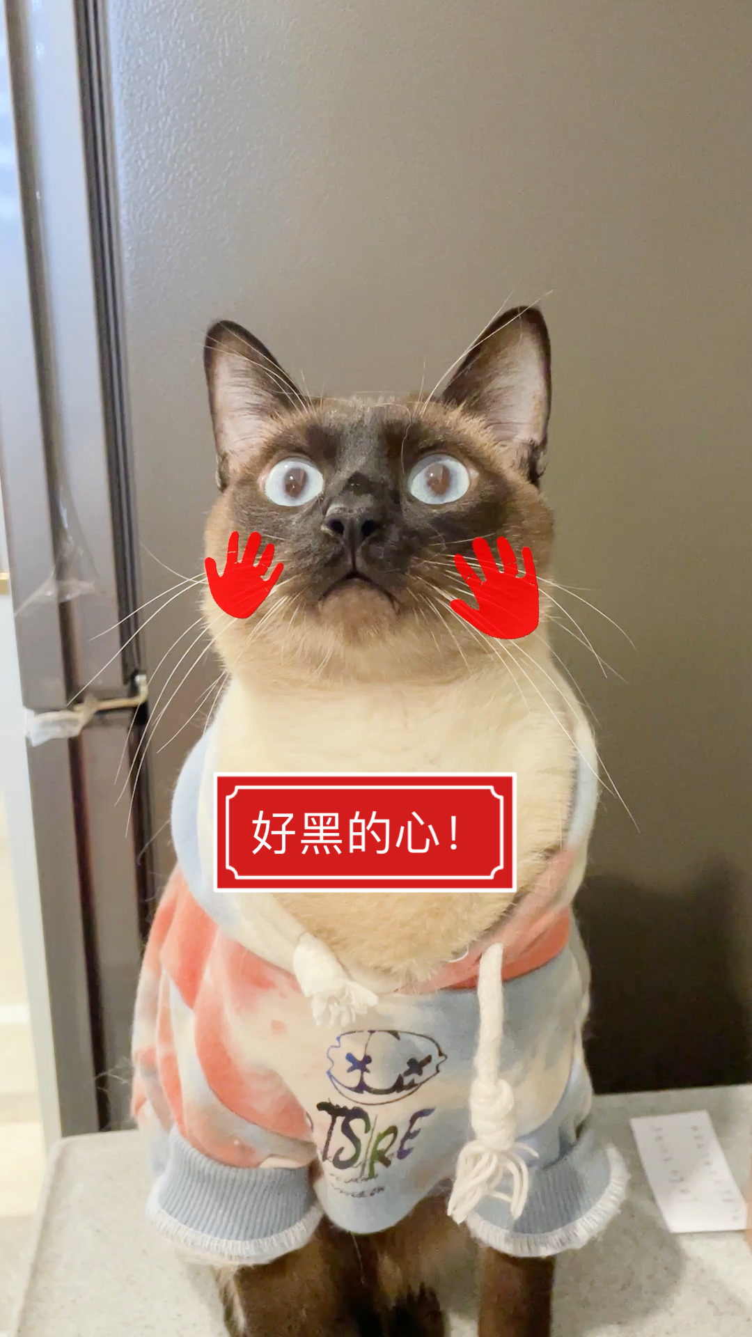 #我家萌宠成精了#我懂了你的黑心！