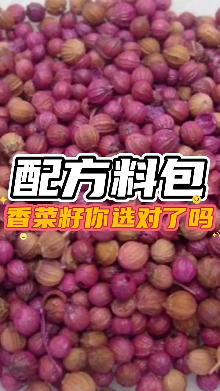 #辛香料#辛香料鉴别专题:香菜籽的鉴别和选购