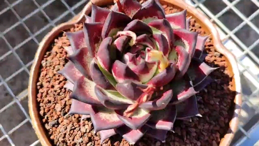 #多肉植物#乌木也能变成中国红，祝花友们新春快乐！天天开心！