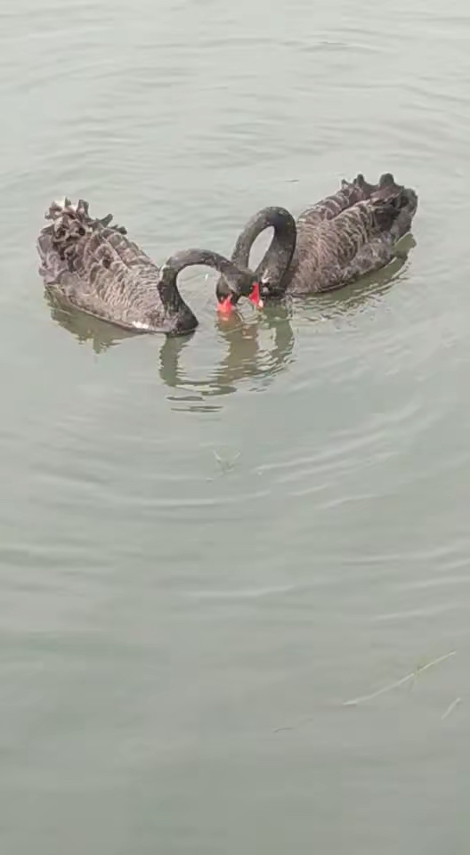 亲密无间的红嘴筽