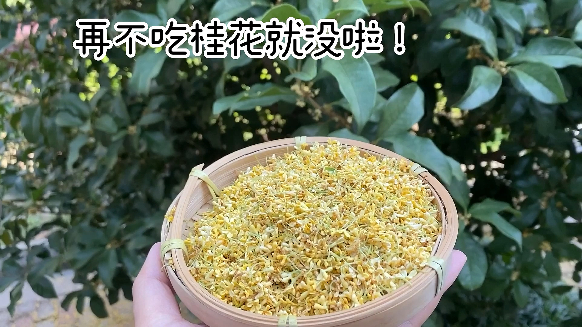#爱美食爱生活#一年一季的桂花飘香,每年都要採好多,做桂花糕,桂花蜜,汤圆,还可以做装饰和