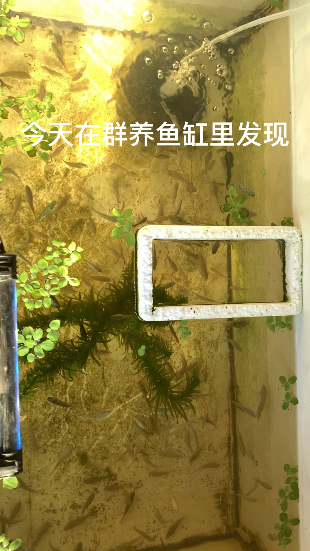 #小时候回忆#烂肉的治疗方法