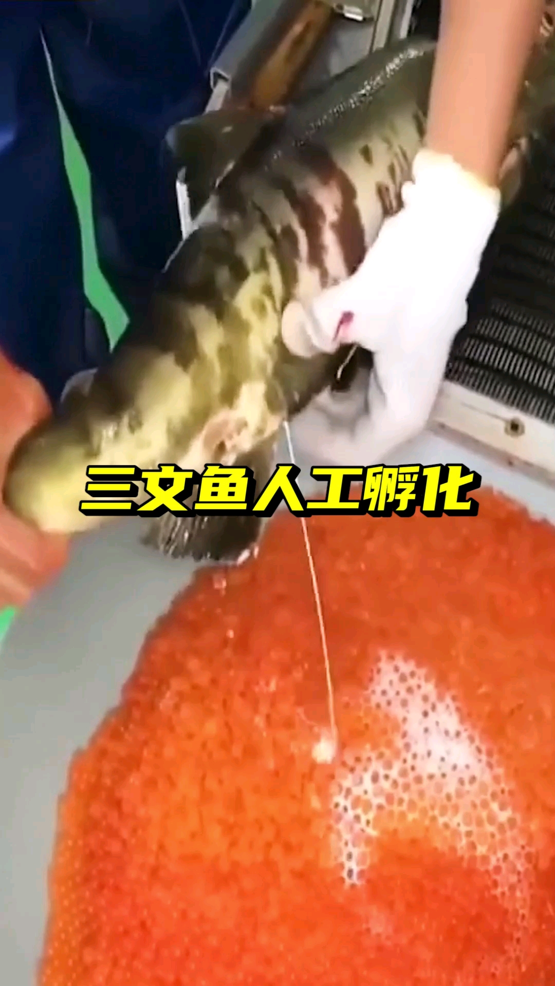 #海钓#这样生的三文鱼肯定比野生生的要多
