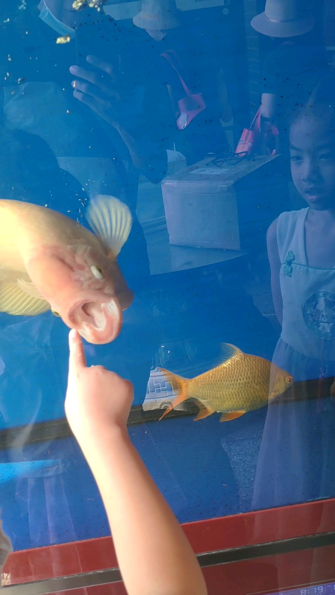 来自泰国的招财和老寿星鱼,你们见过吗?听说很值钱!