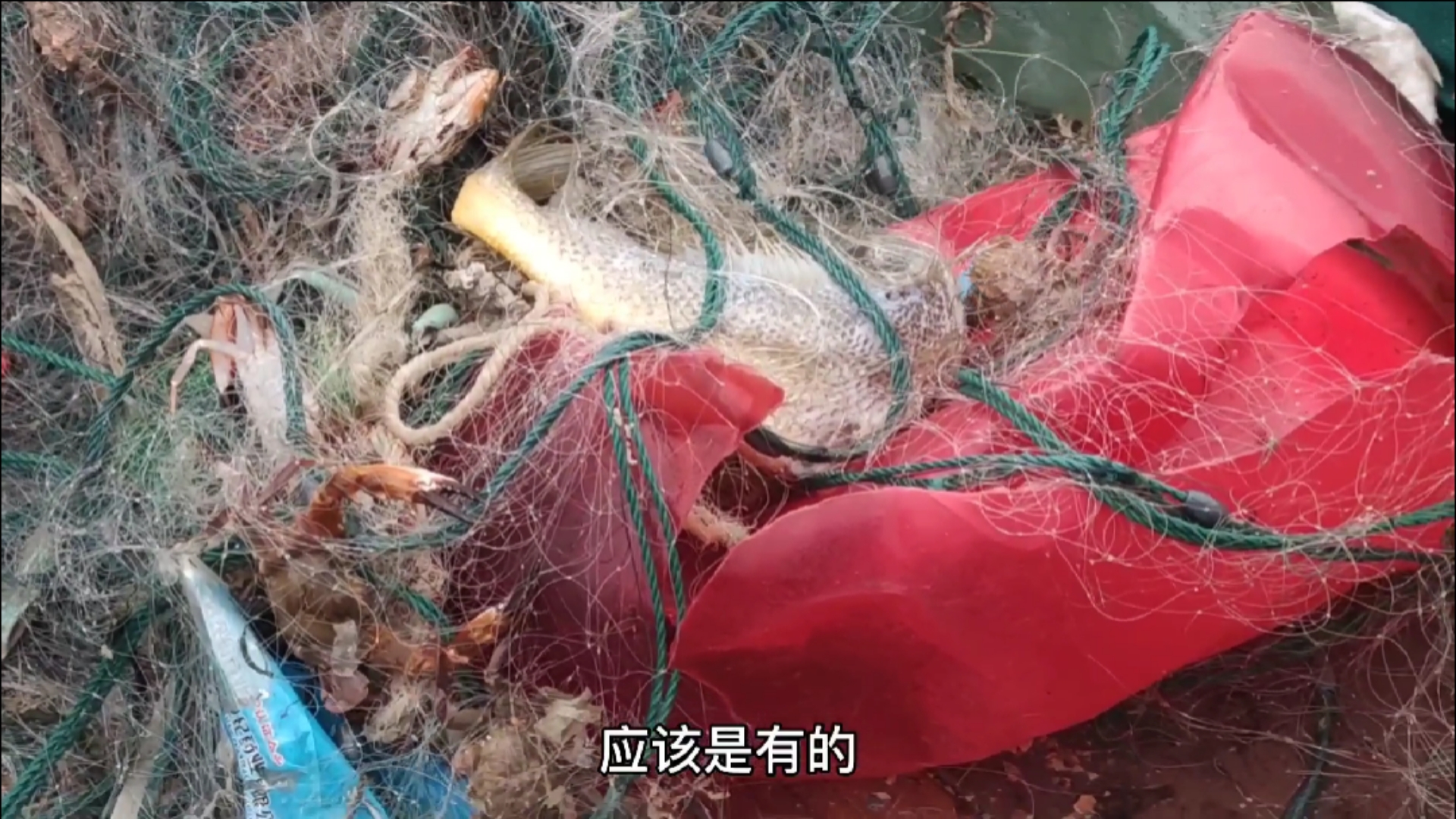 #赶海户外#彪哥好不容易捕到一条大黄鱼能值个三四千,但是可惜这条鱼了,还好鱼胶还能用(中)