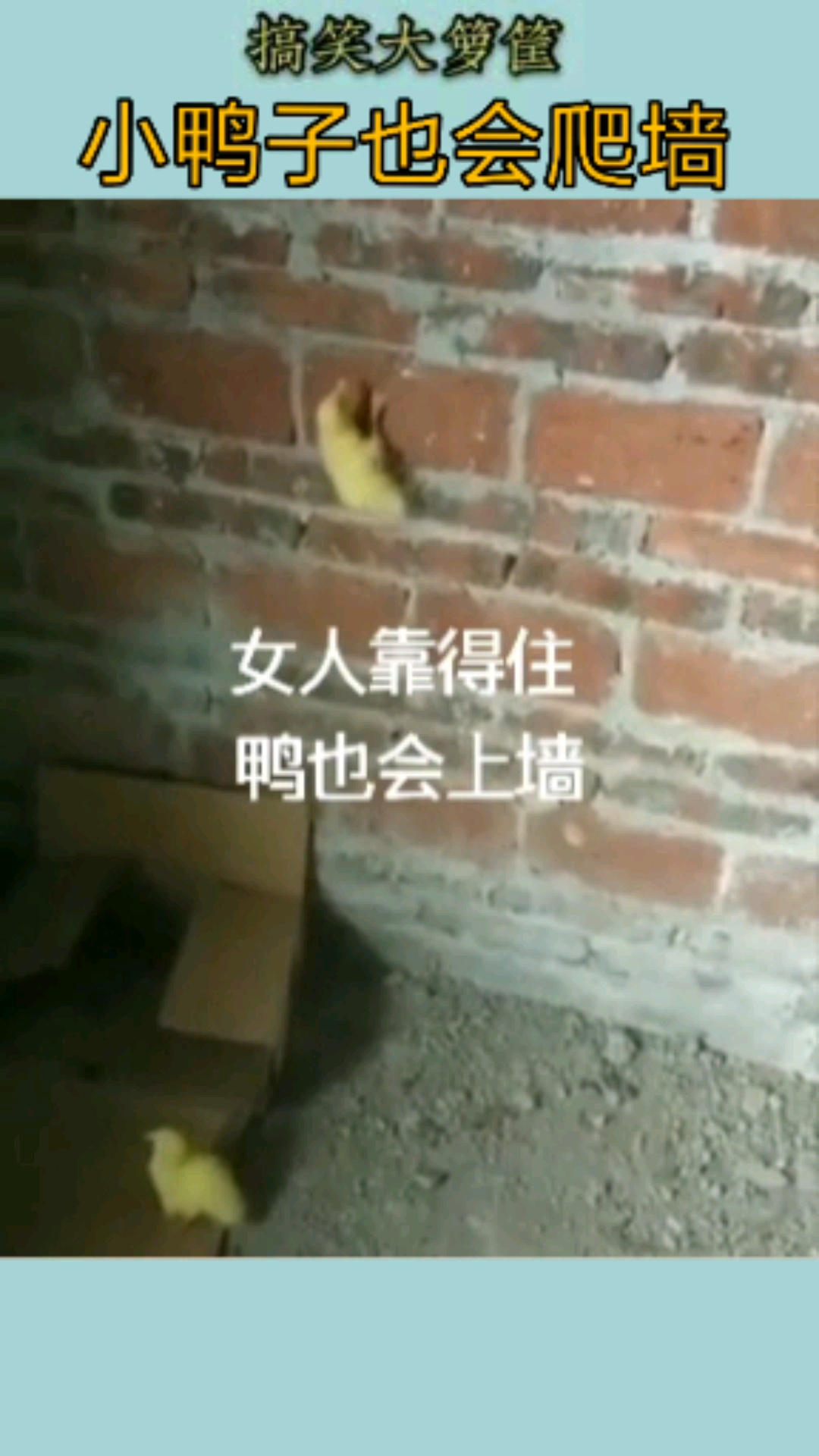#搞笑视频#小鸭子也会爬墙