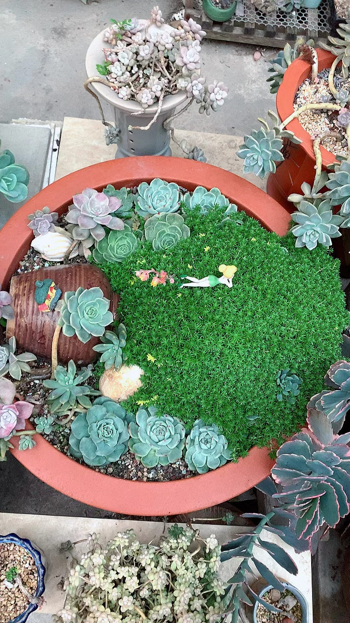 #多肉植物#长势茂盛的黄金万年草