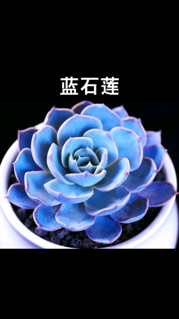 分享视频