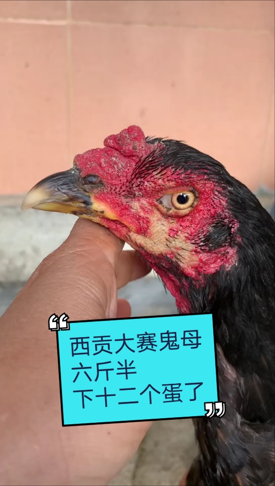 #越南西贡斗鸡#高质量越南西贡大赛鬼母