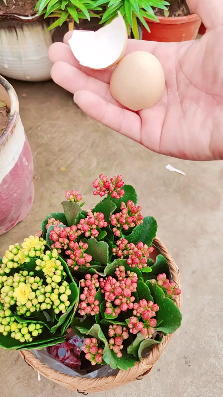 #春天来了#鸡蛋壳养花有哪些好处?