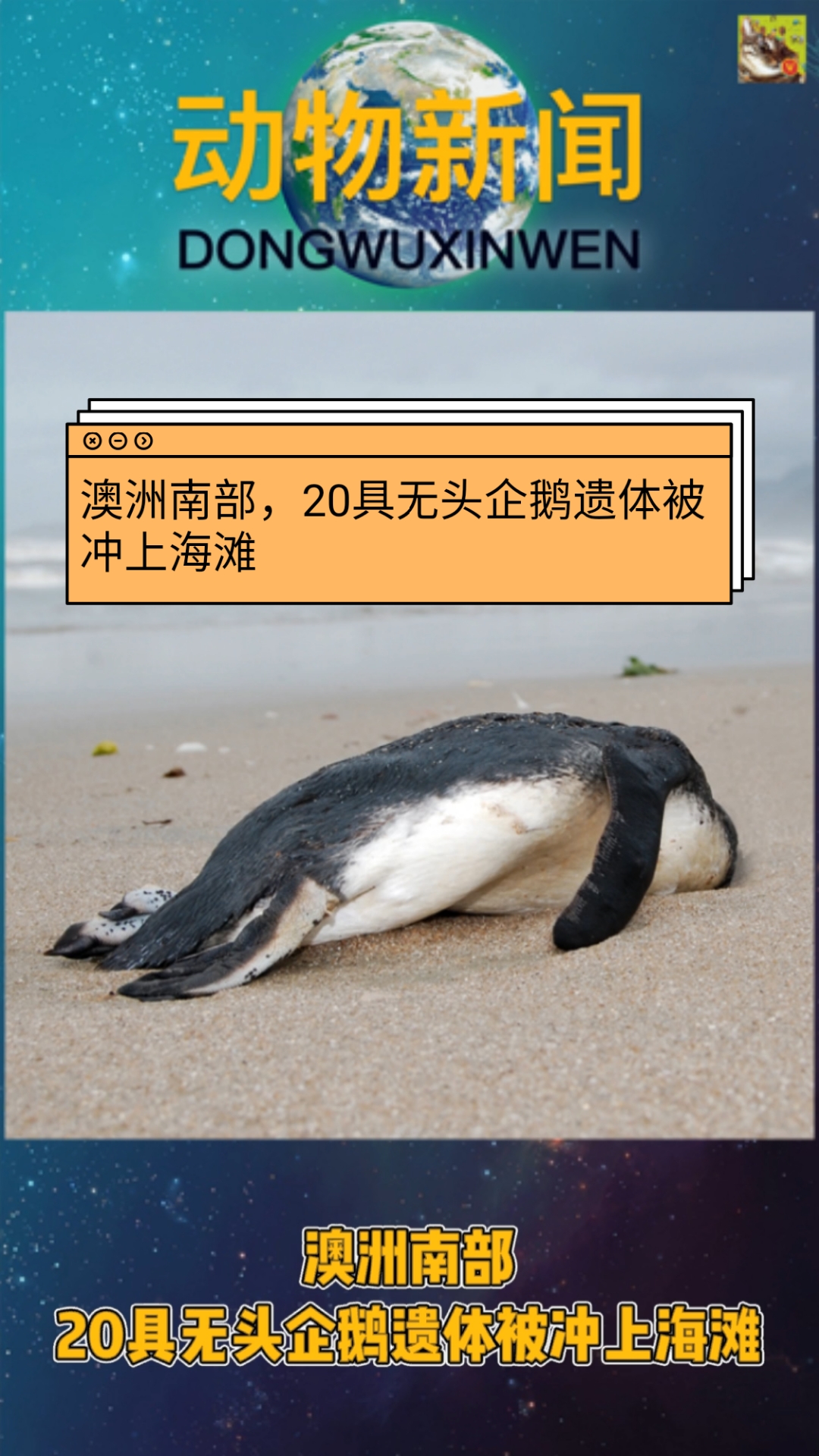 #小视频夏日记#澳洲南部,20具无头企鹅遗体被冲上海滩