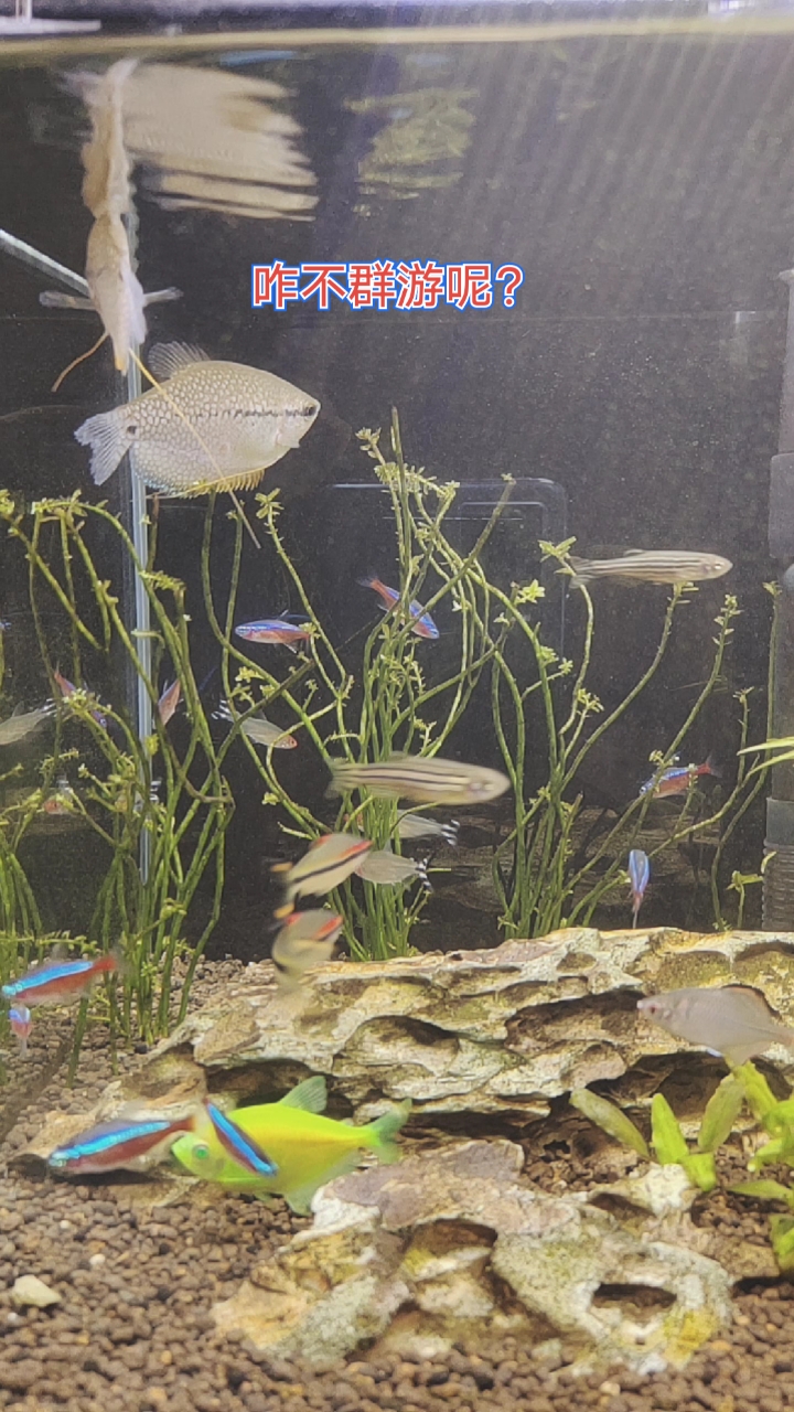 爱群游的热带灯鱼,逛大街了。