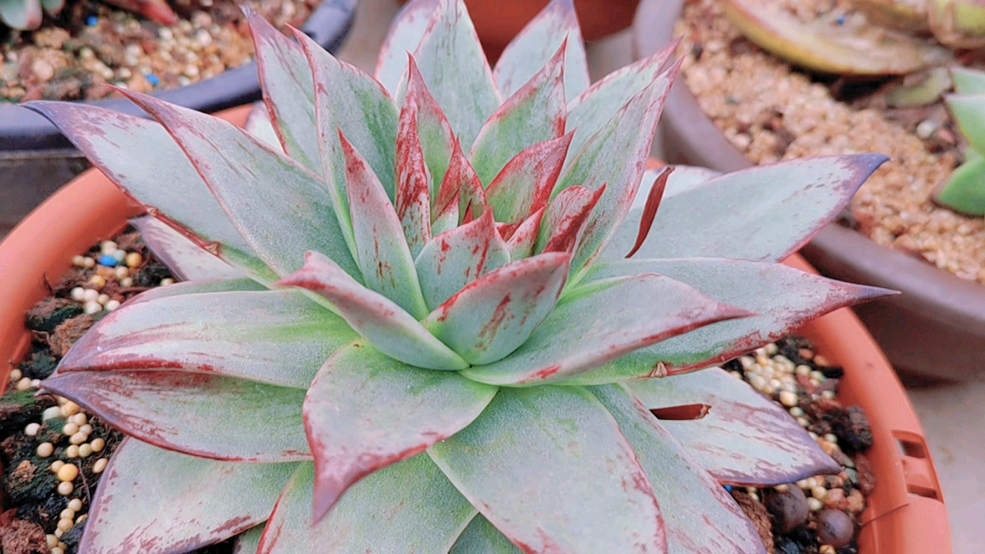 #多肉植物#漂亮的乌木拉丝锦,多少乌木迷的最爱!