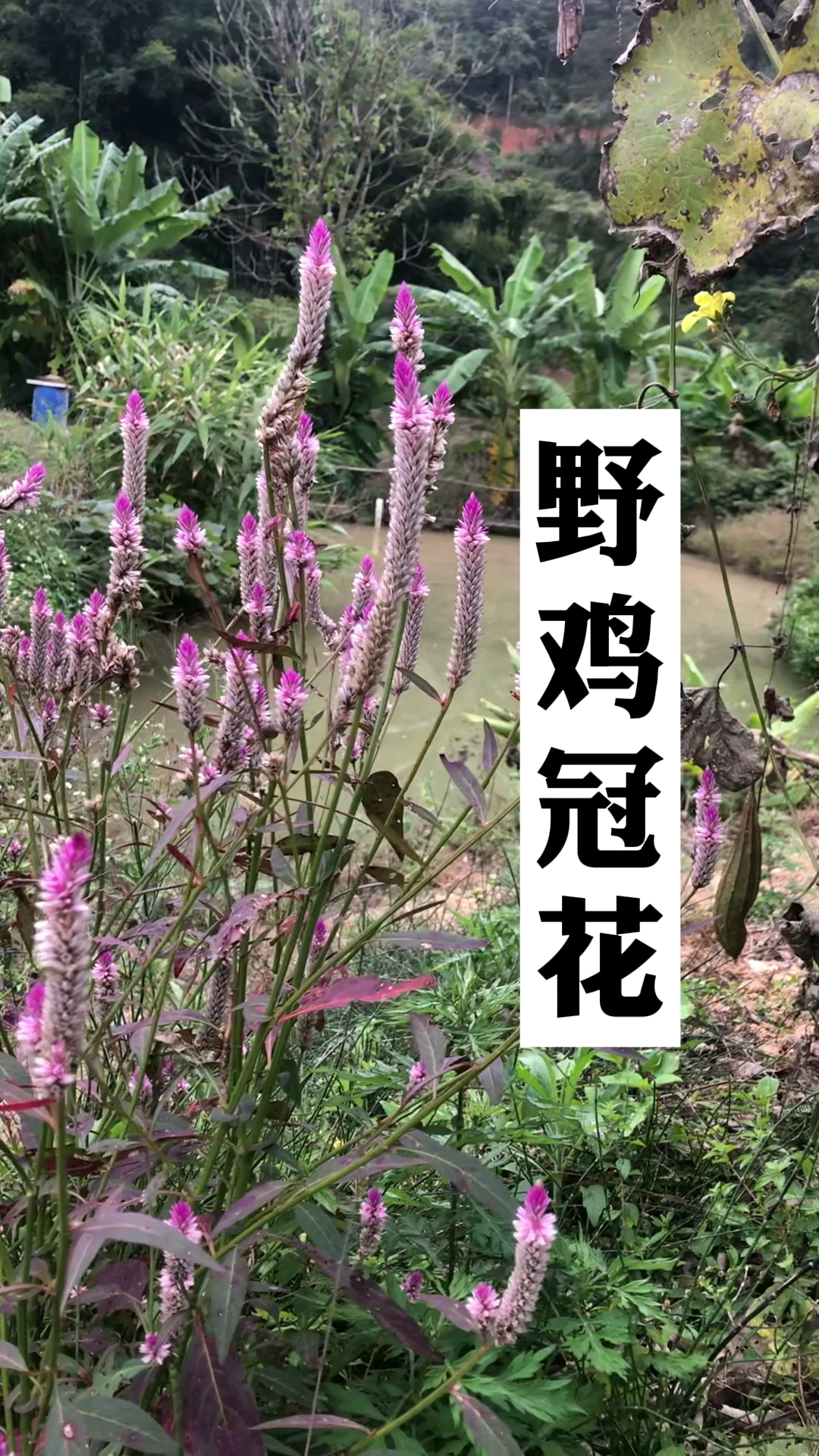 野鸡冠花又叫青葙子
