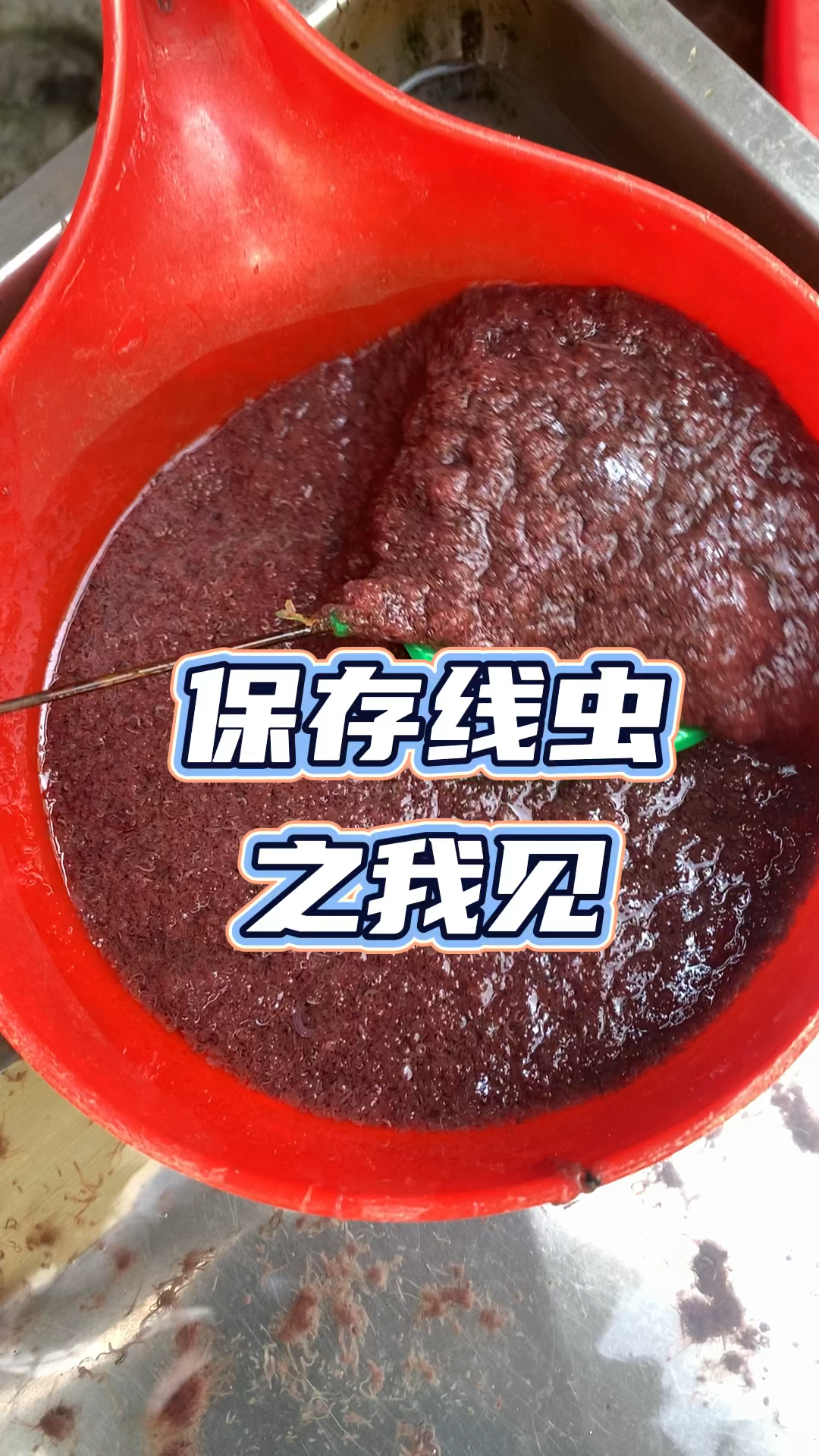 保存线虫之我见，红线虫很多地方称为丝蚯蚓、条鱼食、线蛆、曲蛇#养鱼日记#养鱼