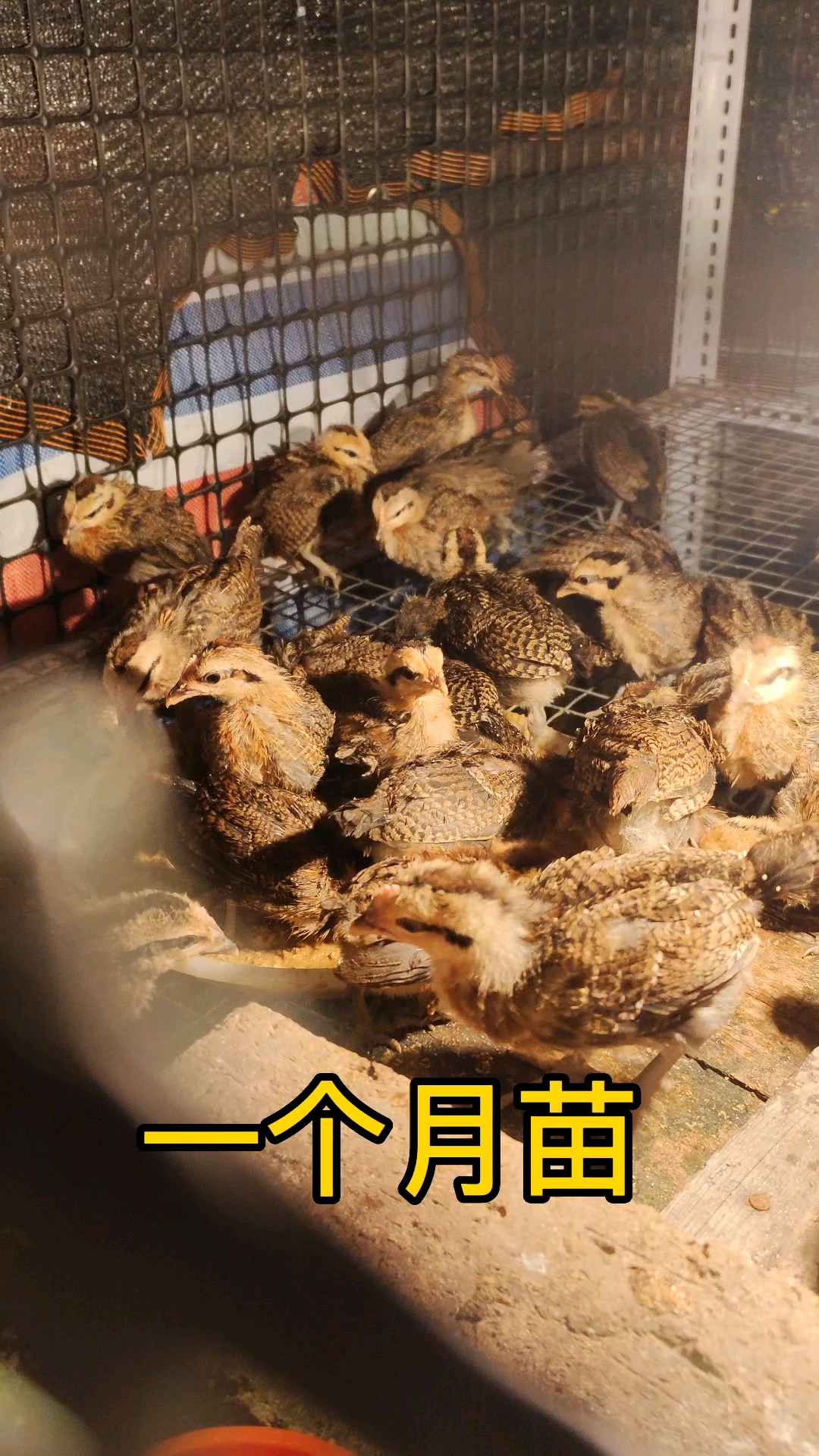 #山鸡苗#一个月山鸡苗