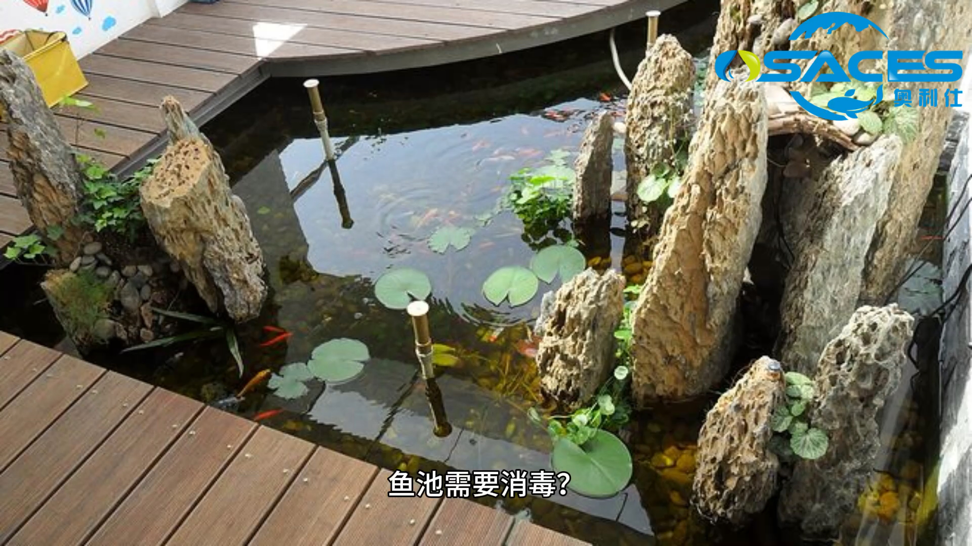 鱼池需要消毒?这个视频或许可以帮到你