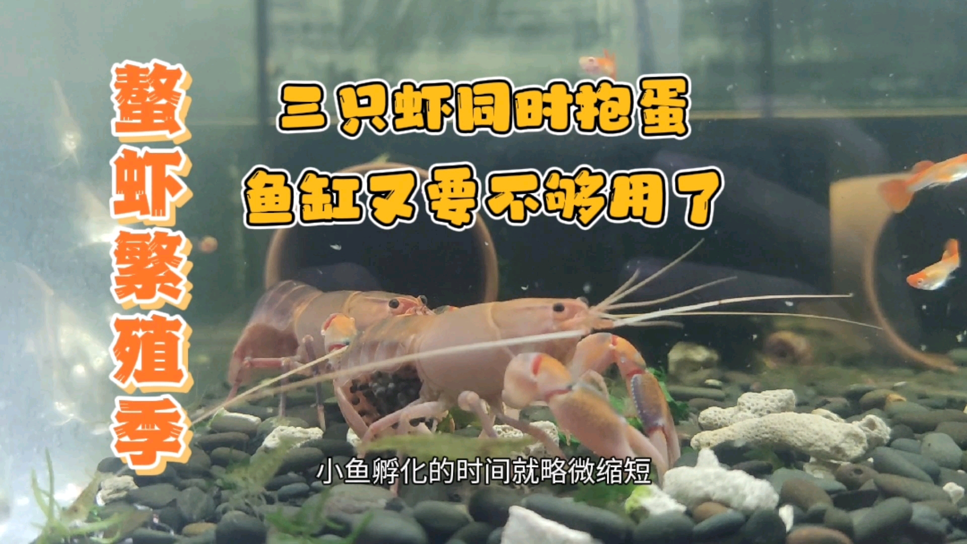鳌虾繁殖季,这是要爆缸的节奏啊,鱼缸又要不够用了