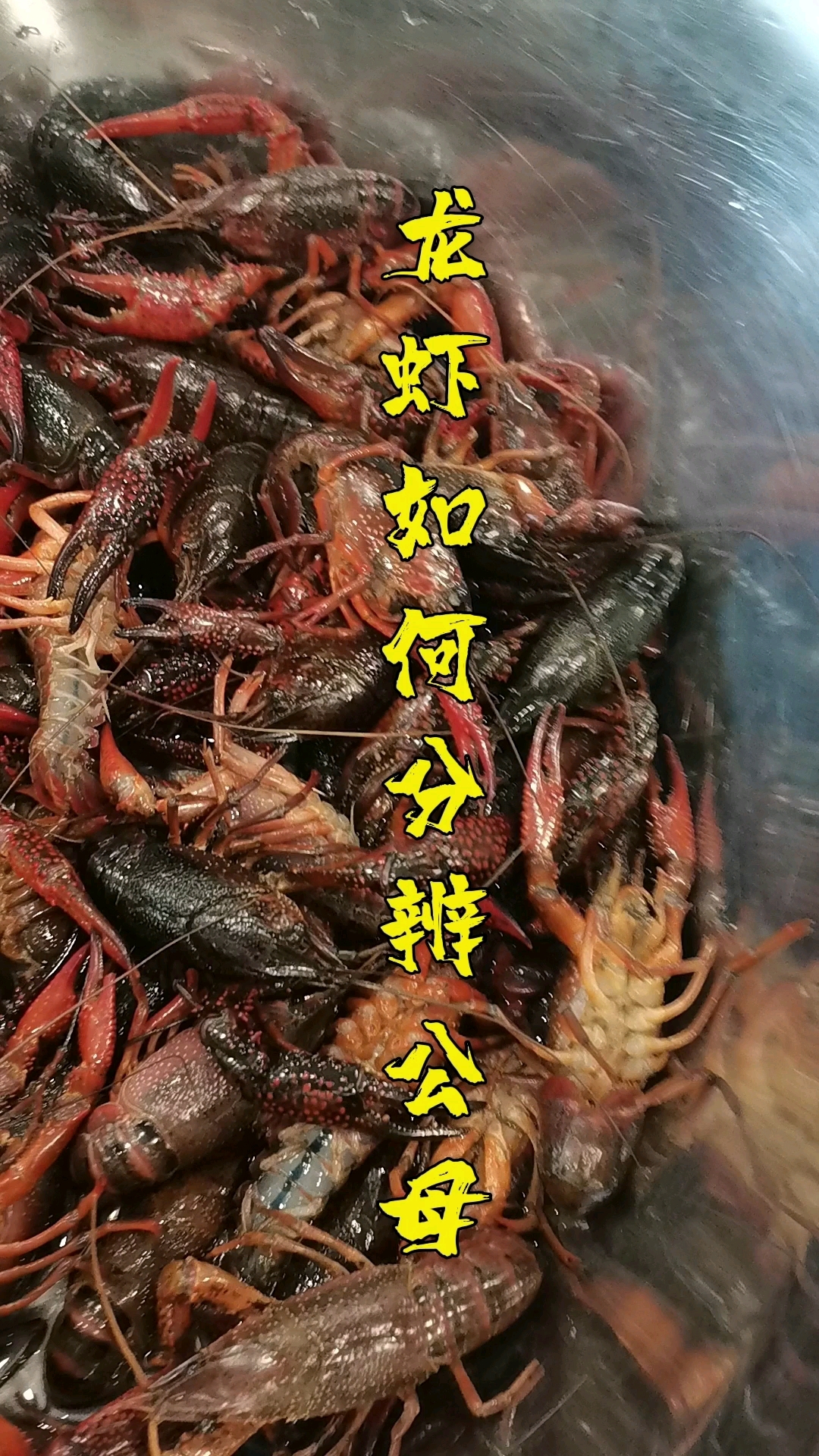 #小龙虾#小龙虾用公虾还是母虾,如何分辨