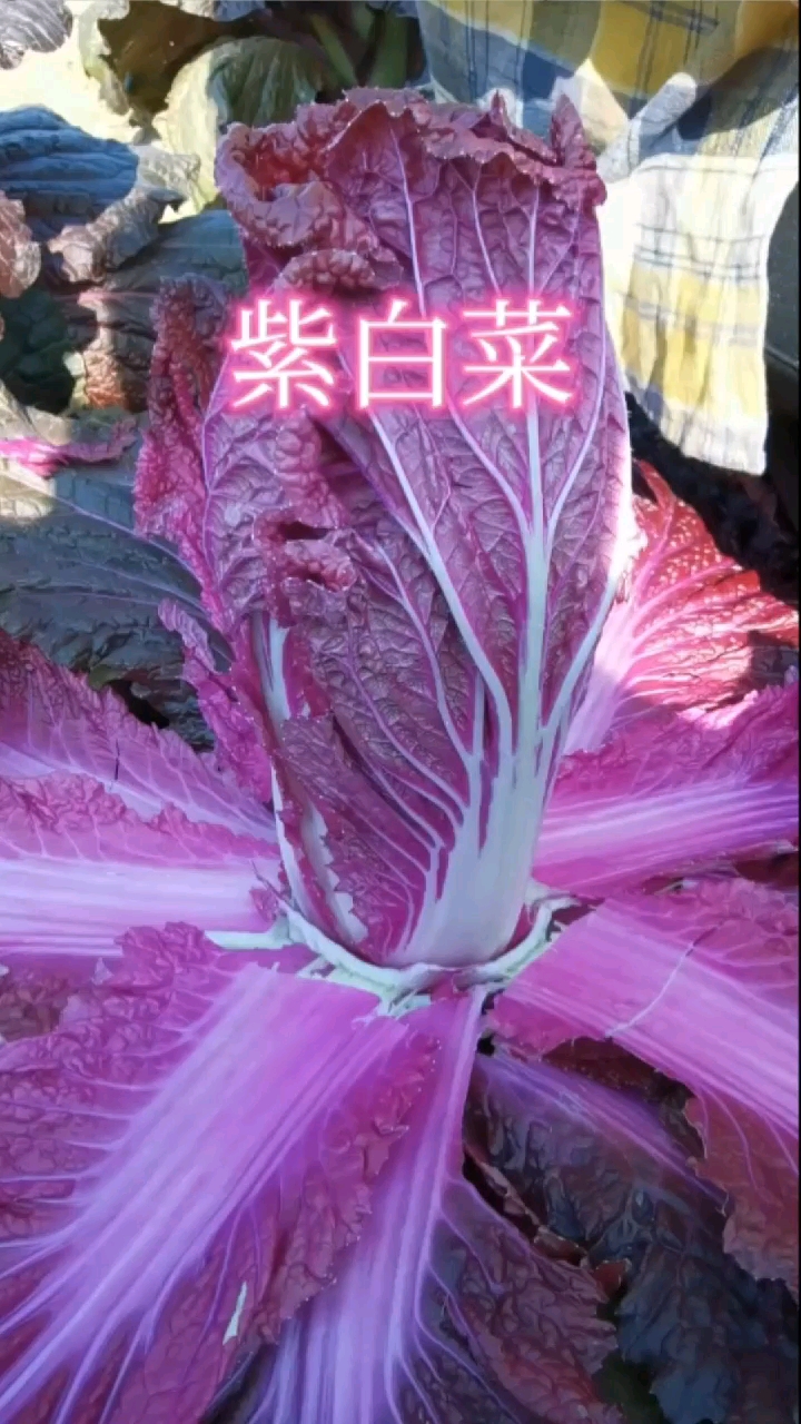 紫白菜