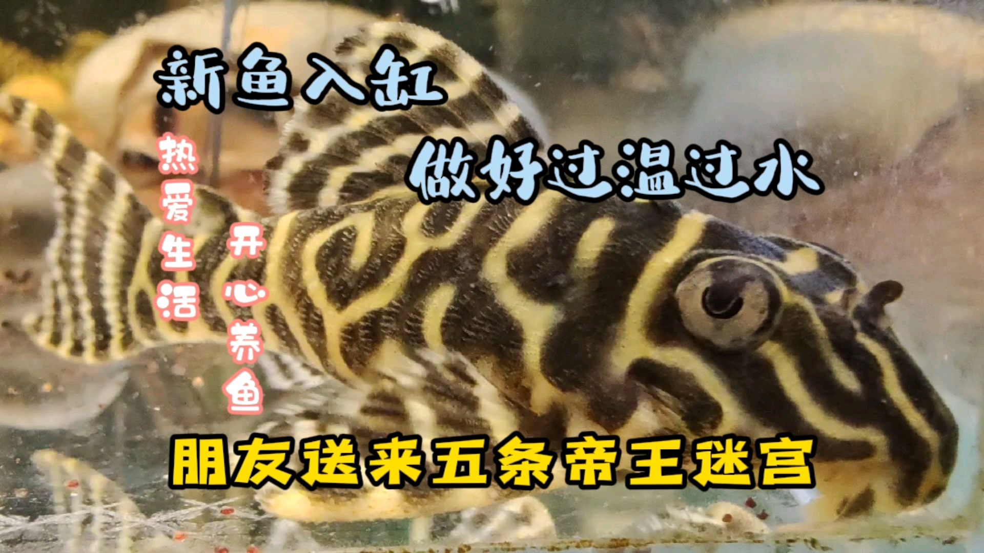 #萌宠趣事打卡#朋友送来五条小鱼，新鱼入缸前必不可少的操作，过温过水