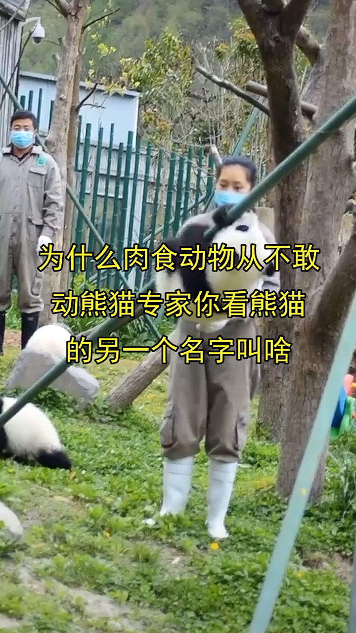 为什么肉食动物,从来不敢动熊猫专家你看熊猫的,另一个名字叫啥