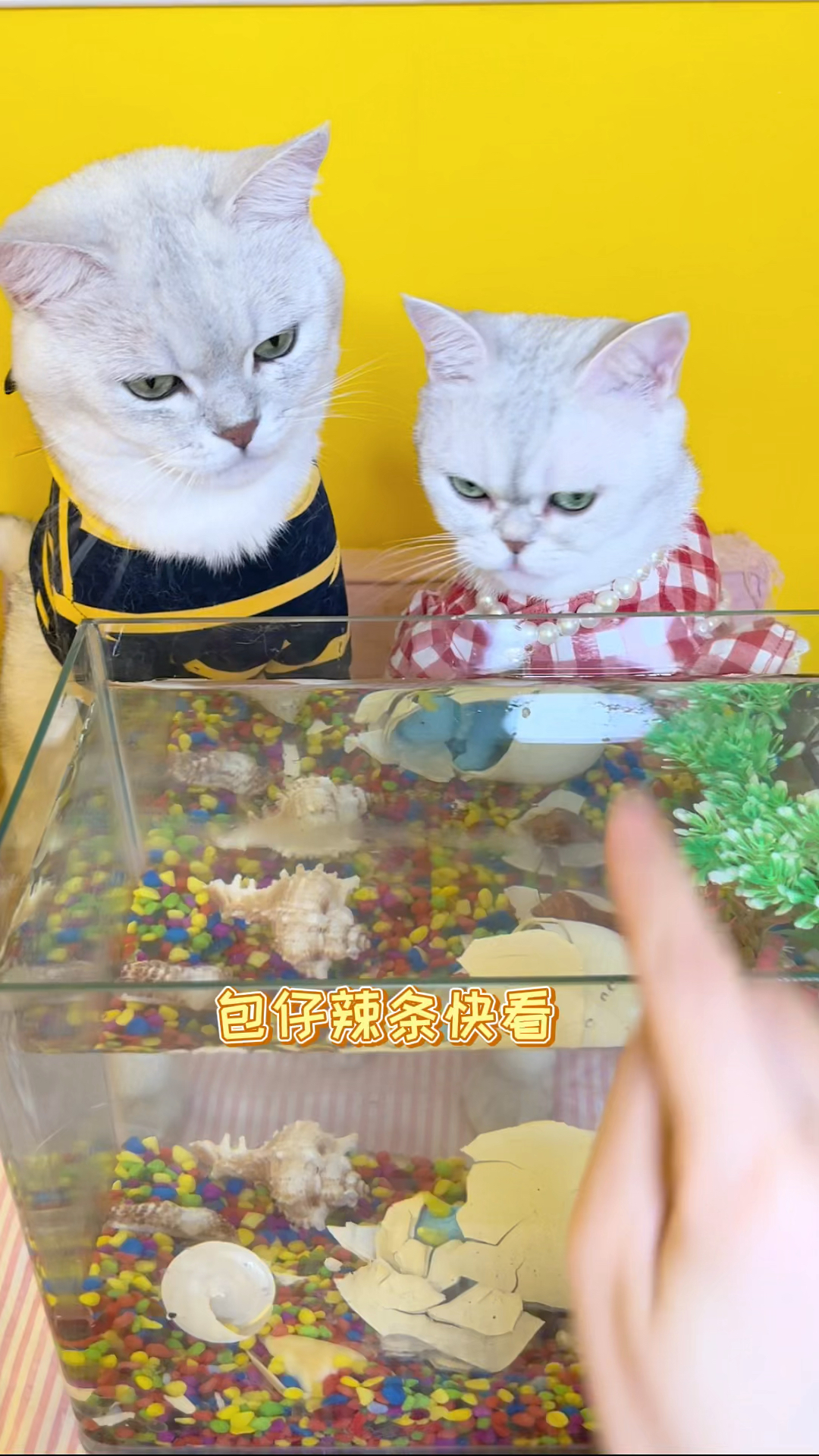 #我家萌宠成精了#画的鱼也可以在水里游起来！太神奇了！