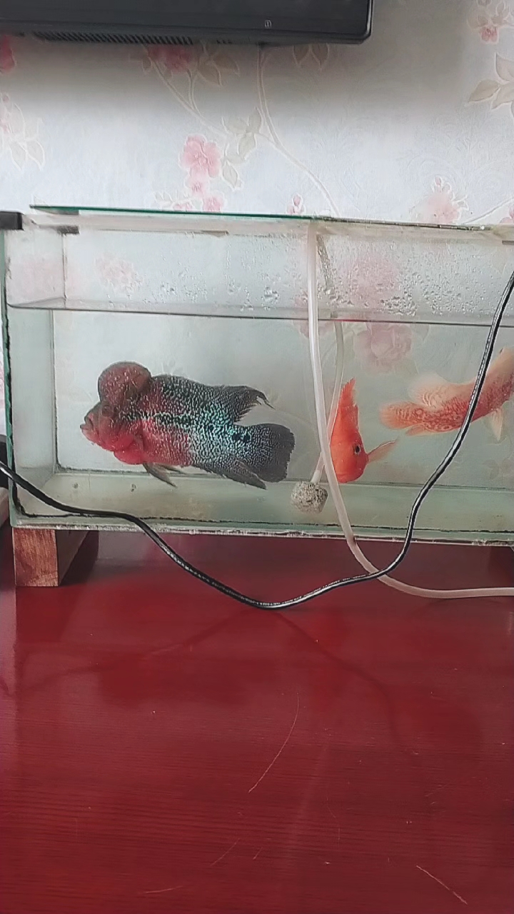 我的罗汉鱼和地图鱼鹦鹉鱼混养