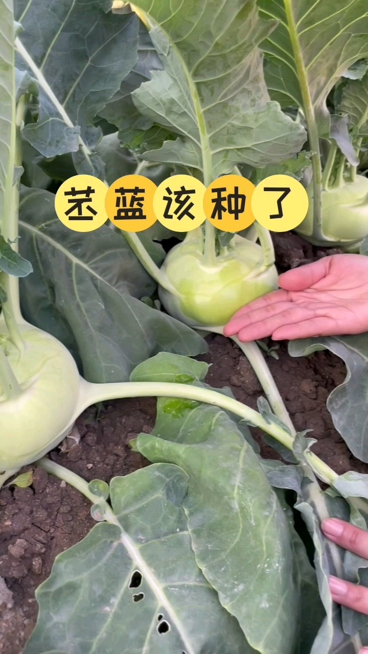 脆甜的苤蓝该种了