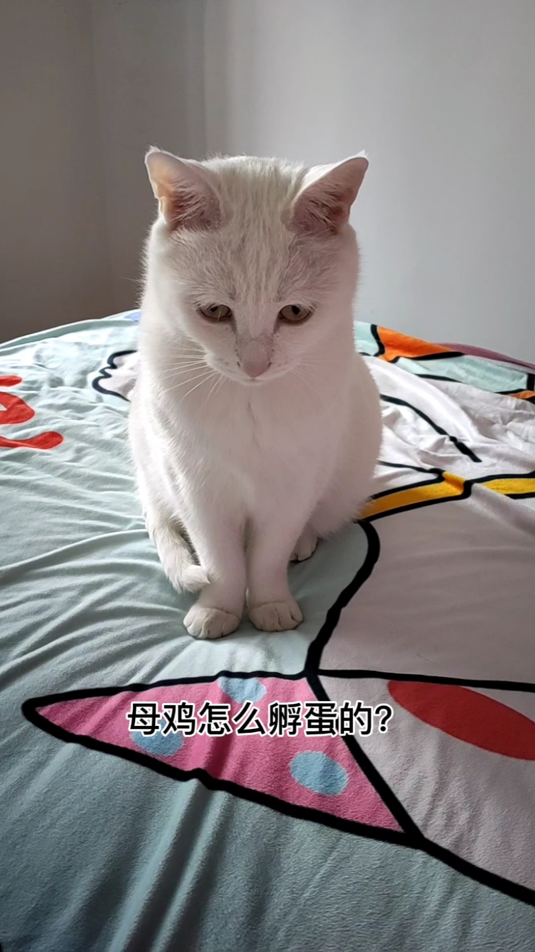 母鸡怎么孵蛋的?