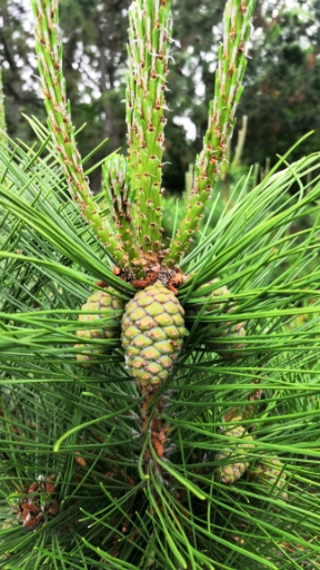 绿松的千姿百态