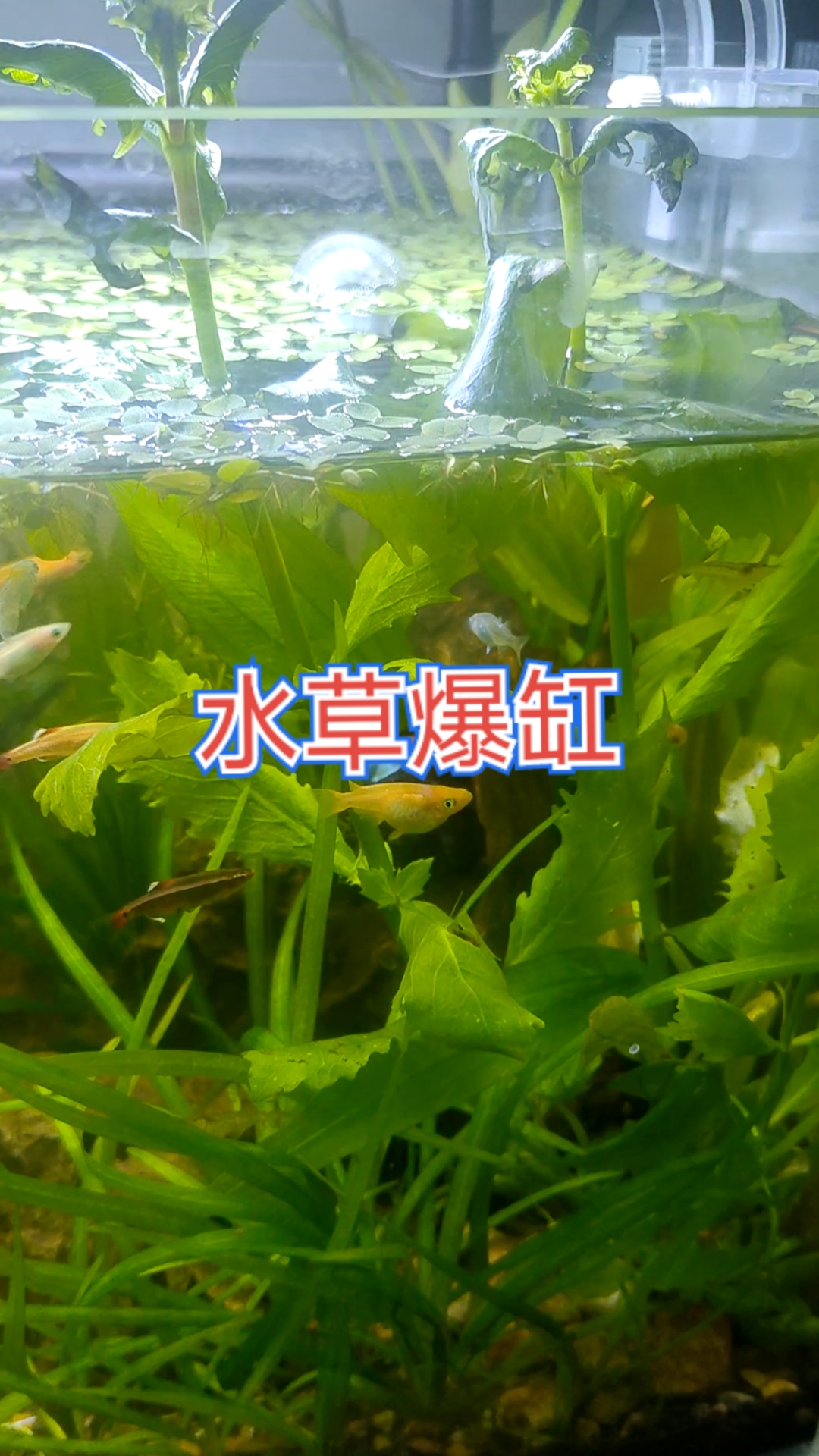 水草太多了,准备拔草!