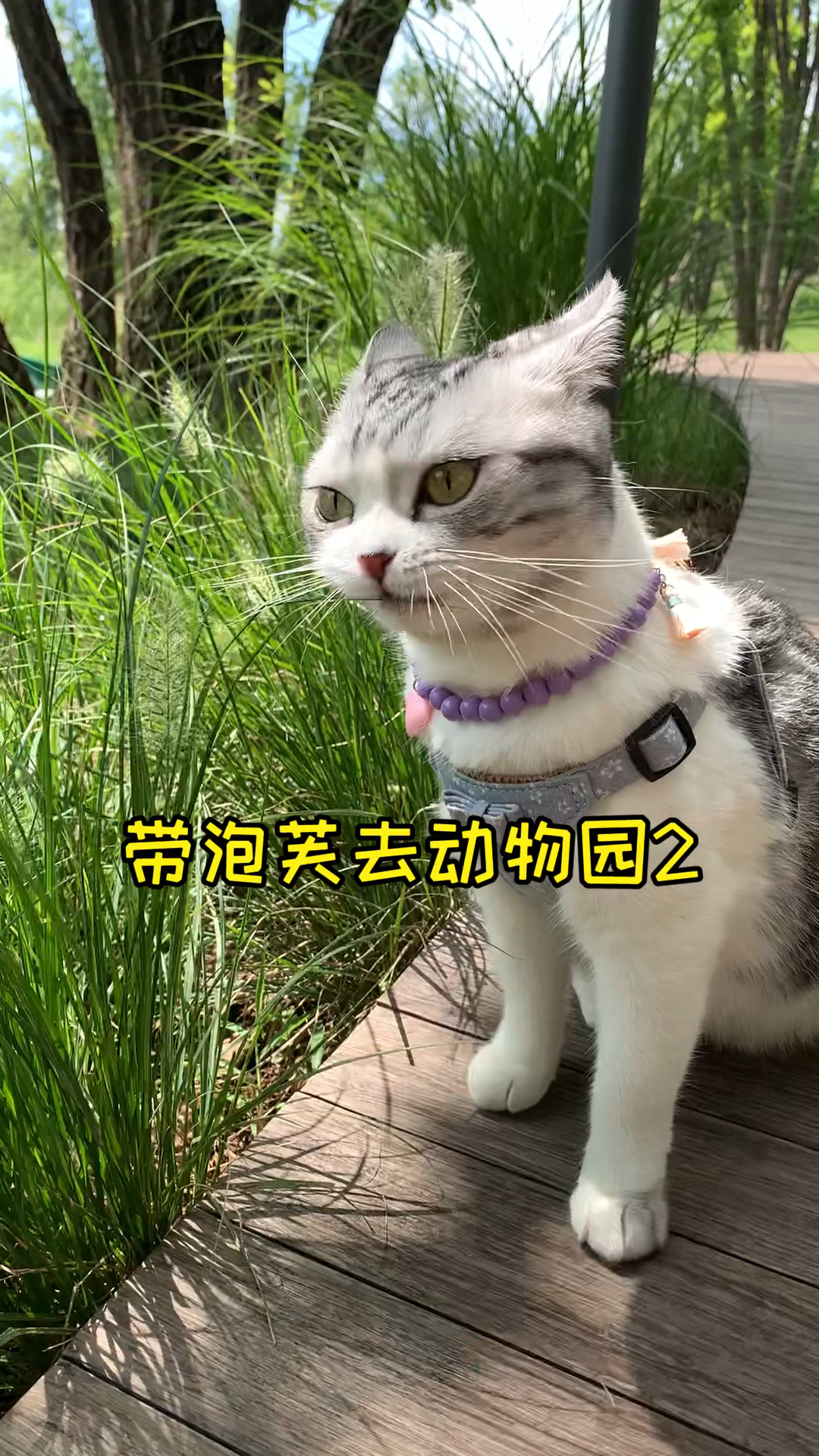 #我家萌宠成精了#大家催更的泡芙动物园2来喽来喽