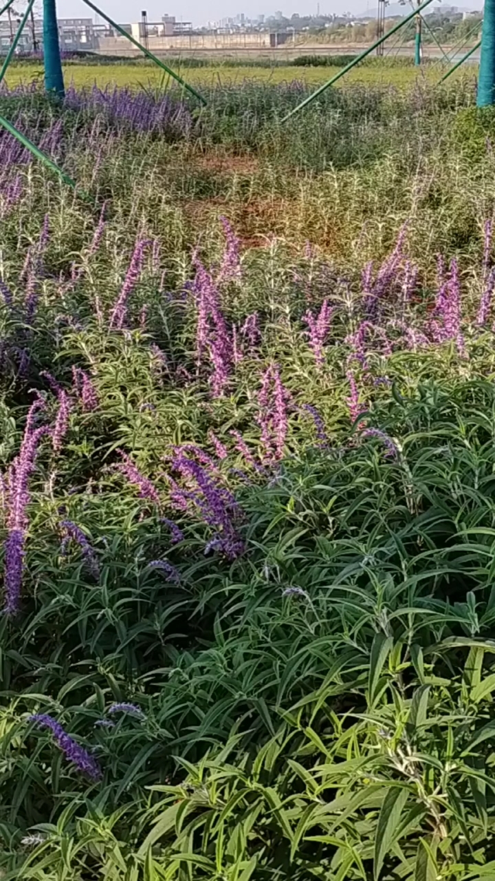 #音为有你#花海