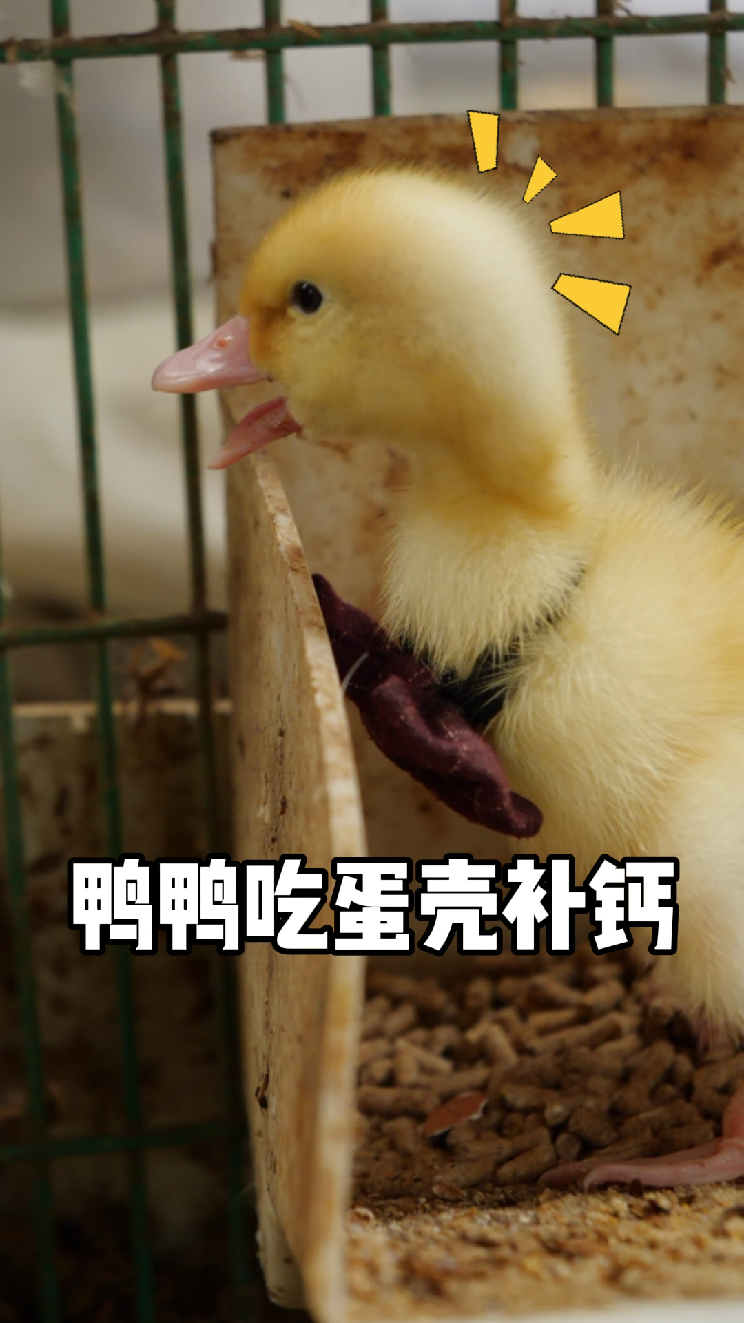 #神宠来袭#鸭鸭吃蛋壳可以补钙和助消化,小黄又get新知识了。