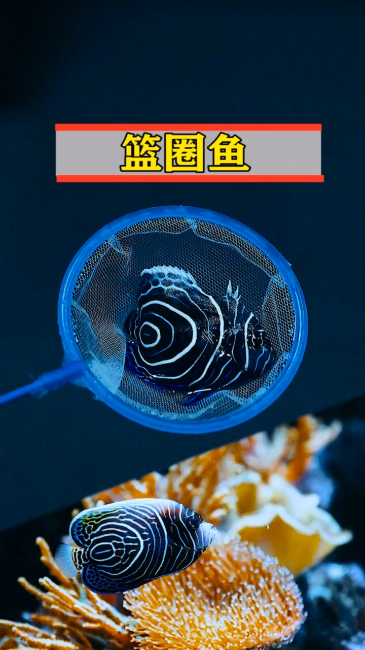 蓝圈鱼还有一个非常气质的名字-蓝纹神仙鱼#海缸##至尚水族馆#