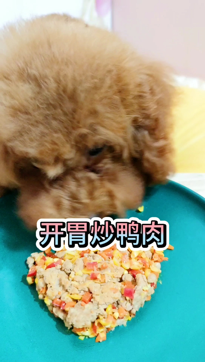 #小小爱宠萌化你#夏天狗狗要多吃鸭肉,可以降火哦
