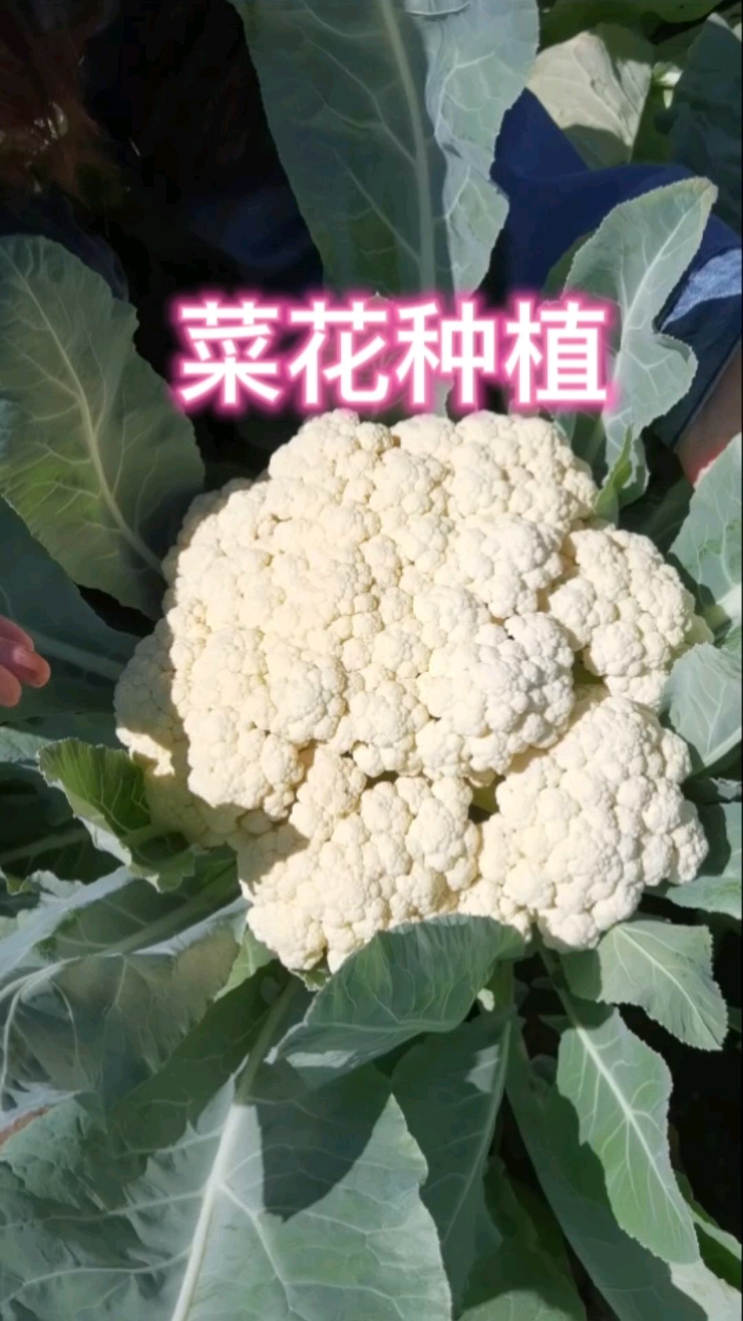 菜花种植