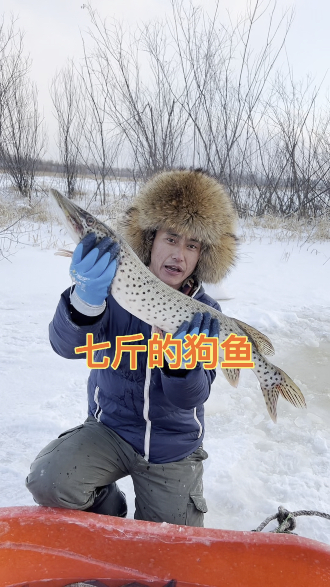 #乡村生活#黑斑狗鱼7斤重