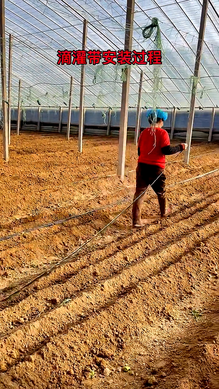 #破壳计划#大棚滴灌带铺设安装方法,滴灌带铺设方法,贴片滴灌带,大棚蔬菜用滴灌带