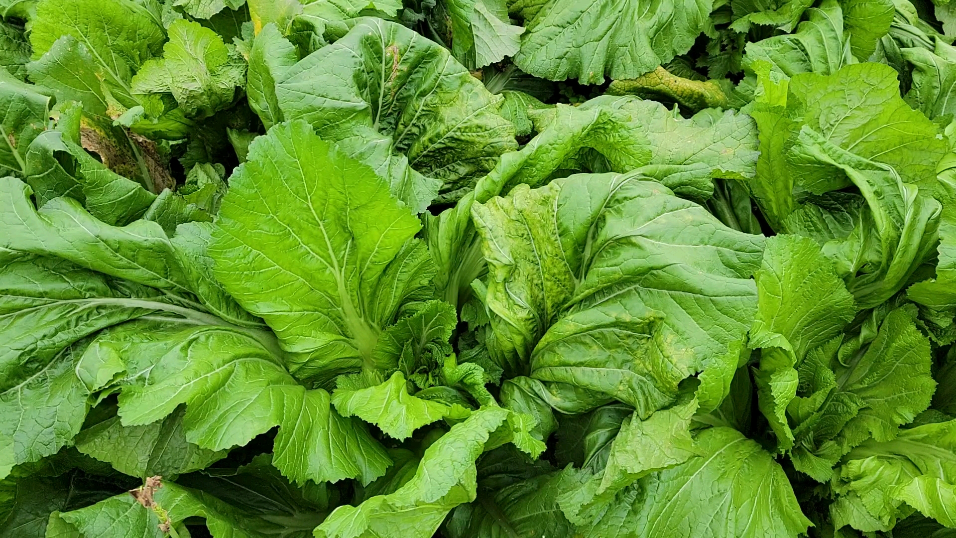 凉拌菜头真好吃哇