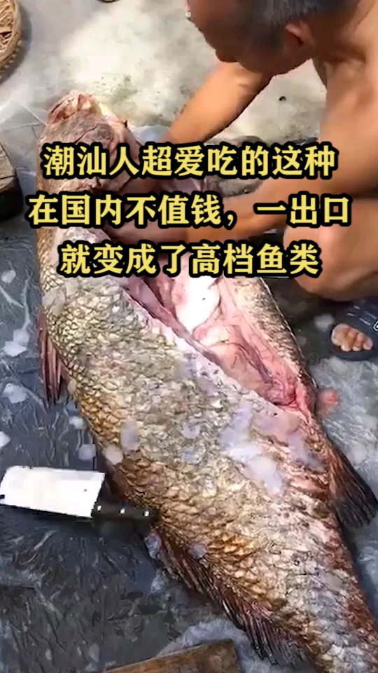潮汕人超爱吃的这种鱼,在国内不值钱