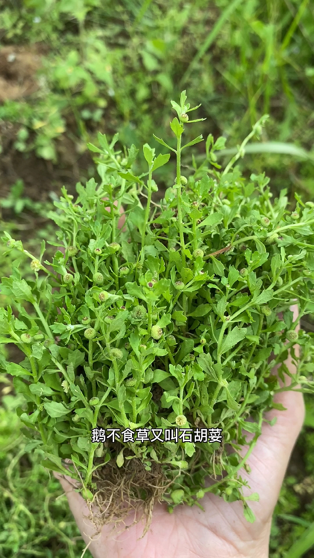 #植物#很多网友不认识鹅不食草