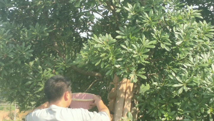 带着两个小朋友摘杨梅,农村版的纯天然无公害酸梅汤,在家也能做
