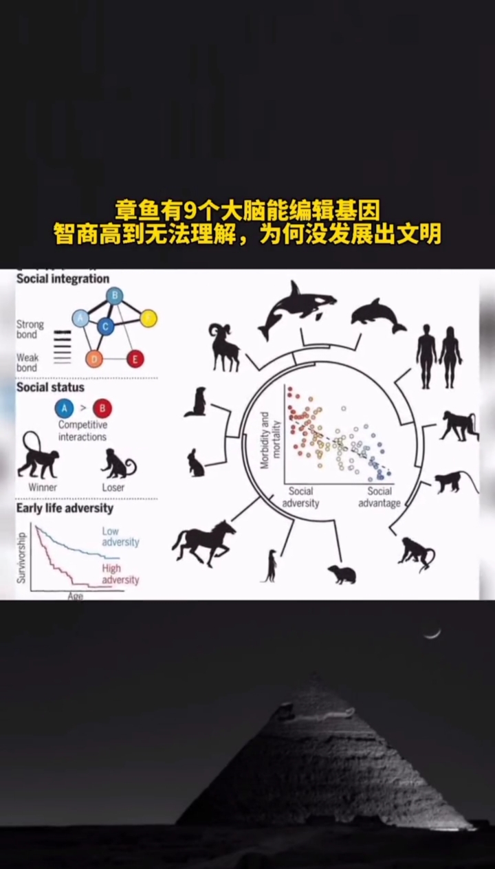 你认为章鱼的智商真的比人类高吗?