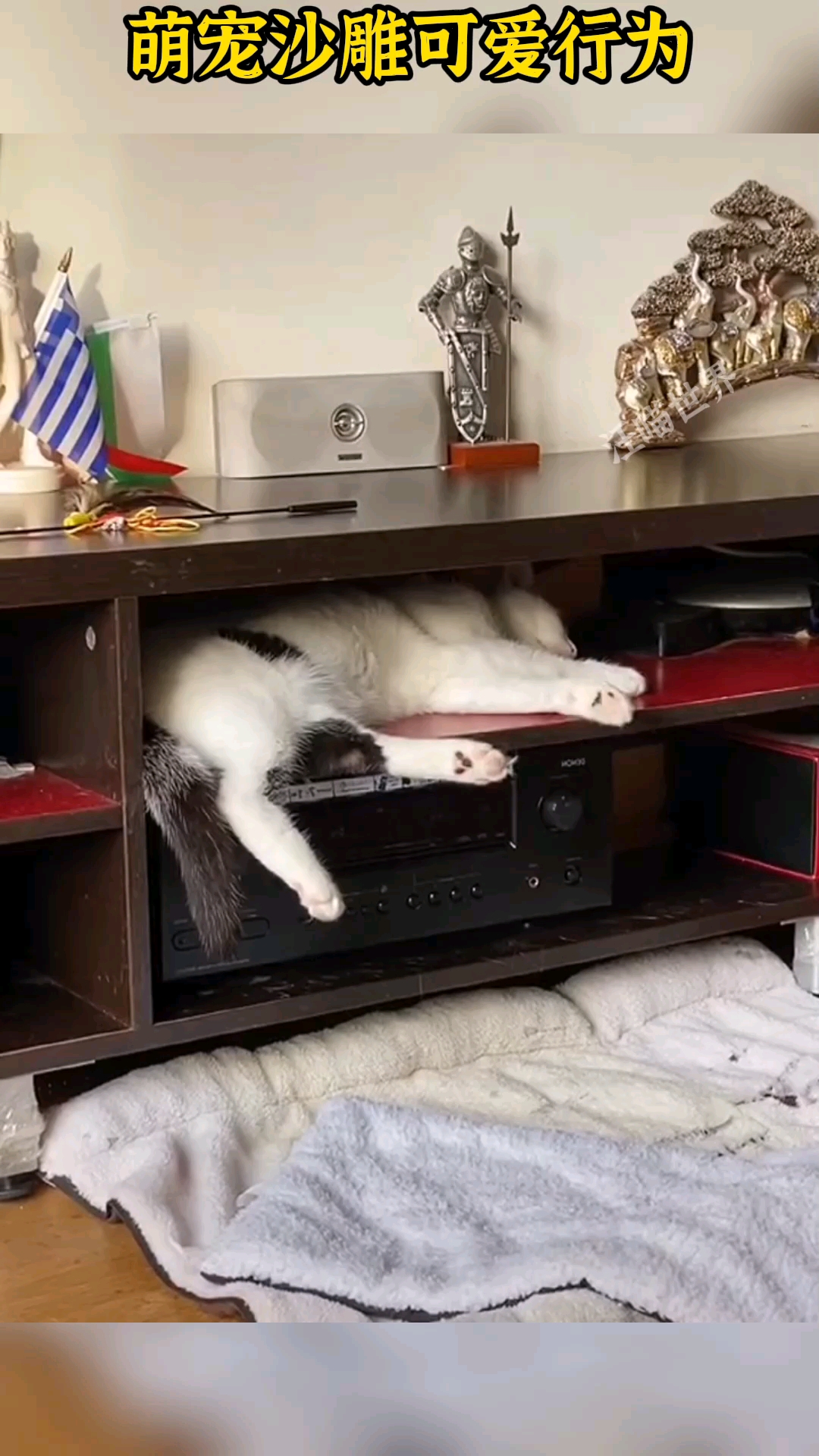 #搞笑视频#猫咪是梦见小鱼干了吗?
