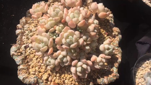 #多肉植物#蜜桃格林