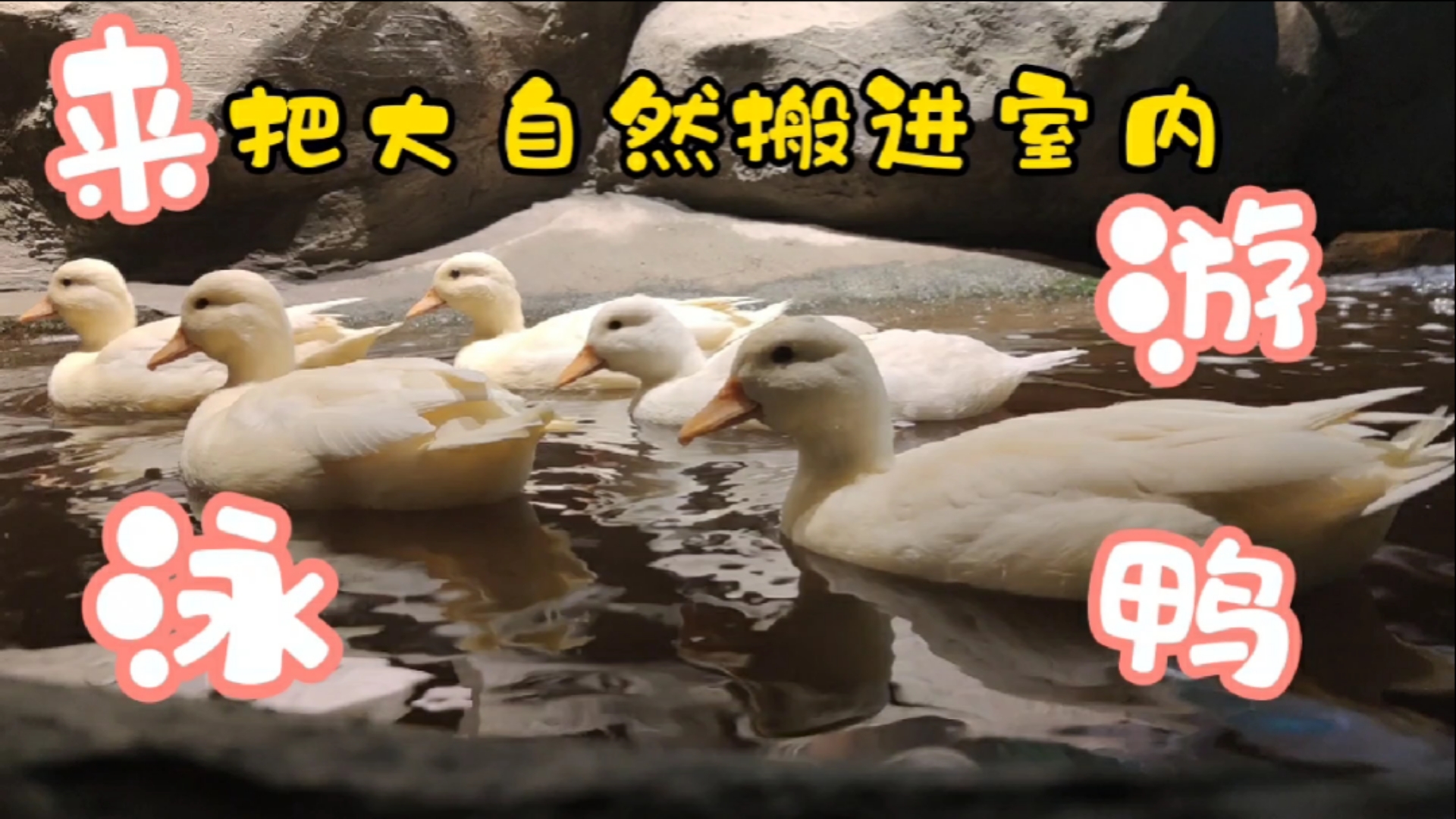 #小小爱宠萌化你#去年九月底出壳的那批柯尔鸭长大了，白毛浮绿水，鸭掌拨清波！