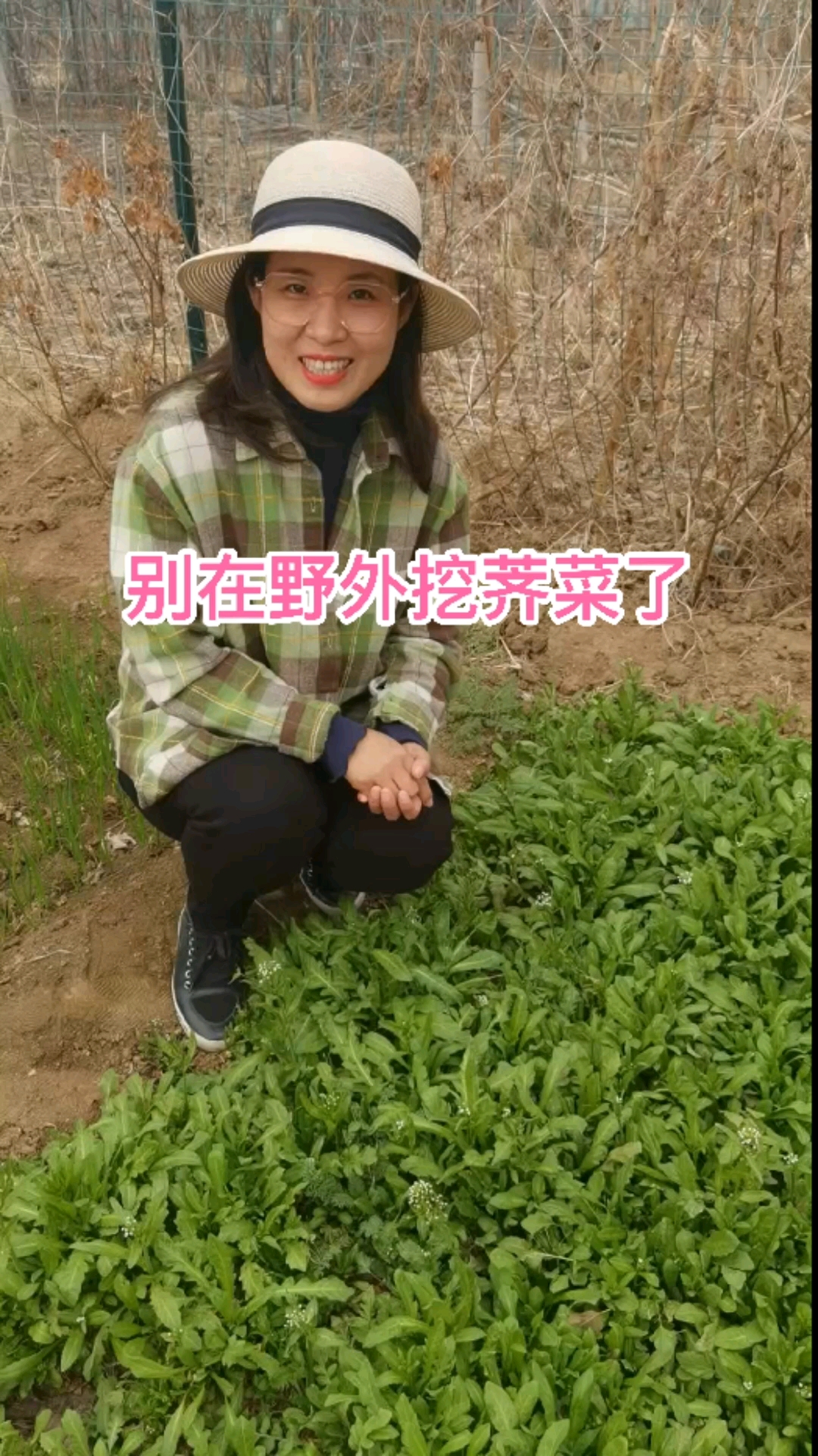 别在野外挖荠菜了