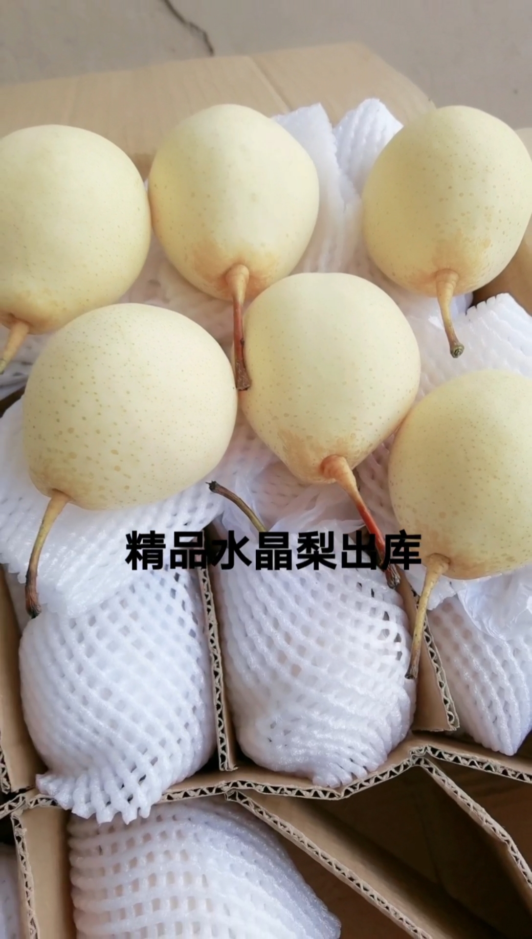 精品鸭梨水晶梨